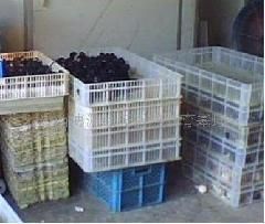 2012绿壳蛋鸡苗市场新态势 供应博源引领广西黑鸡苗与江西绿壳蛋鸡产销管理