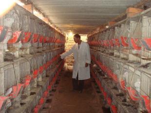 兔预混料全解析 品牌、獭兔与肉兔专用型对比及选购指南